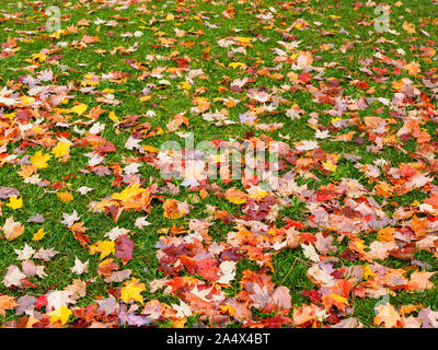 Sugar Maple Tree Blätter der gelben Farbe liegen auf den immergrünen Rasen. Stockfoto