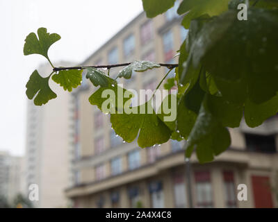 Grüne maidenhair Tree Blätter mit Tropfen Wasser auf ihnen, hing ein Zweig und nass vom Regen. Stockfoto