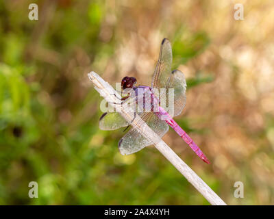 Ein reifer Mann Roseate Skimmer, Dragonfly, Orthemis spectabilis, thront auf einem Zweig. Stockfoto