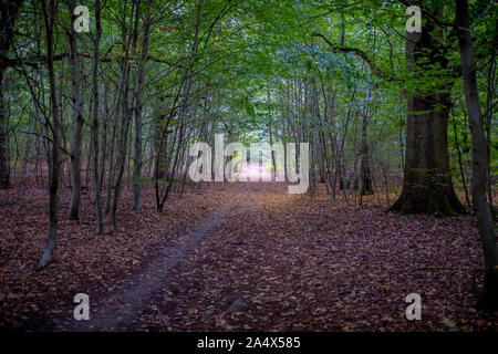 Herbst Laub Tunnel. Am Ende einer frühen Herbst Tag in einem Wald in einem Vorort der Stadt in der Nähe von Paris, Frankreich Stockfoto