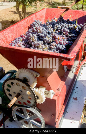 Ein Haufen von Trauben sitzen in einem de Stemmer in einem Weinberg während der Ernte. Stockfoto