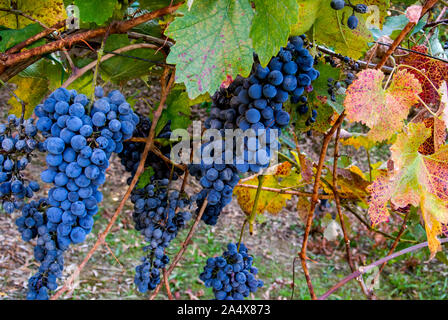 Dunkle Trauben hängen von einer Rebe in einem Weinberg Weinbau. Stockfoto