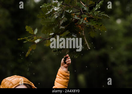 Die Hand des Kindes shakes Zweig mit Regen Tröpfchen in Wald Stockfoto