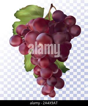 Frische rote Trauben auf transparentem Hintergrund. 3D realistische Trauben Wein rote Trauben. Essen Konzept. Vector Illustration Stock Vektor