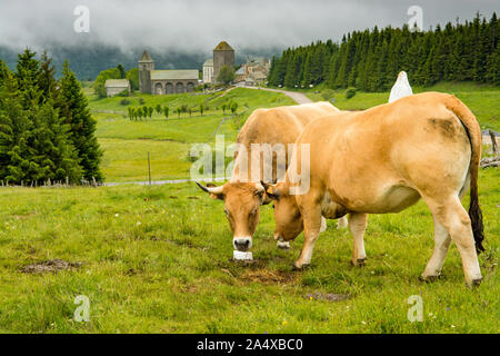 Auf dem Pilgerweg nach Santiago de Compostela. Zwei Aubrac Kühe lecken einen Block von Salz. In der Ferne können wir sehen, das Dorf des Aubrac Stockfoto