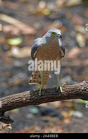 Eine weibliche Shikra (Accipiter badius) auf einem kleinen Zweig in den Wald im Westen von Thailand Stockfoto