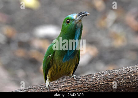 Ein blau-Bartgeier Bienenfresser (Nyctornis athertoni) Nachdem ich gerade eine kleine Biene auf einen kleinen Zweig in den Wald im Westen von Thailand thront gefangen Stockfoto