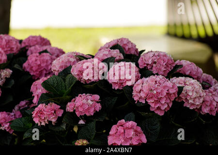 Hydrangea macrophylla, eine schöne Bush von großen, rosa Blüten im Garten Stockfoto