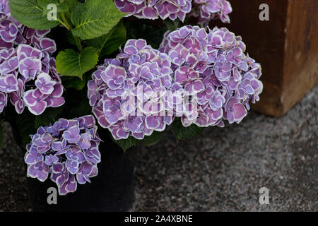 Hydrangea macrophylla, eine schöne Bush von großen, rosa Blüten im Garten Stockfoto