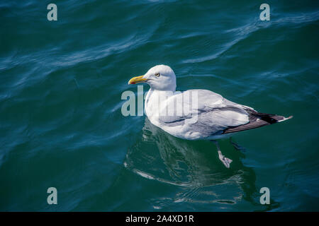 Weiß Grau Sea Gull schwimmen im tiefen blauen Meer Stockfoto