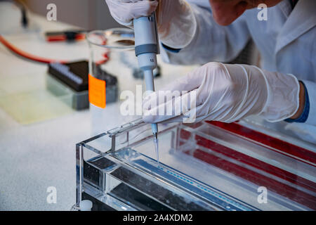 Wissenschaftler setzt Proben von der DNA-Fragmente in Agarose-Gel-Elektrophorese für die Verwendung mit der Pipette. Stockfoto