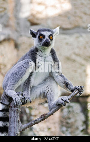 Ring tailed Lemur, (Lemur catta), sitzen auf den Ästen, mit felsigen Hintergrund Stockfoto