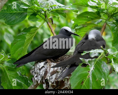 Noddy Seeschwalbe und Schlafen mate auf Heron Island Stockfoto