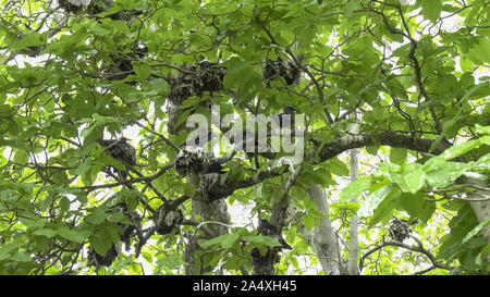 Weiten Blick auf die weißen, Schneebedeckten noddy Seeschwalben Verschachtelung in einem pisonia Baum Stockfoto