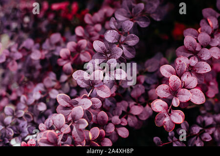 Leuchtend rote und lila Blätter in der Nähe bis Makro Bild. Botanische Herbst oder Herbst Hintergrund. Die hellen Blätter. Stockfoto