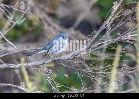 Blau Grau Gnatcatcher fest fassen Ast barsch auf der Suche nach Morgen essen. Stockfoto