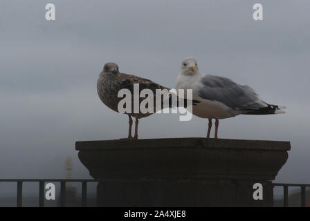 Zwei Möwen auf einer Säule, September 2019 Stockfoto