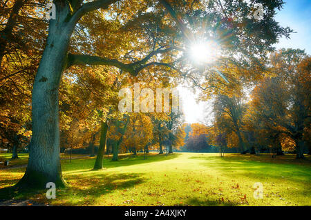 Sun durch schöne alte Bäume mit bunten Blätter im Herbst in einem alten Park mit leuchtenden, saisonale Natur Hintergrund Stockfoto