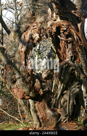 Eine schöne, knorrigen alten Baum steht hoch in die North Carolina Berge mit einem großen Loch durch seinen Stamm wie eine magische Tür Stockfoto