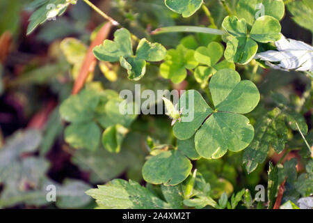 Nahaufnahme eines sourgrass Pflanze, eine leicht giftig, essbare Unkraut mit medizinischen Qualitäten, außerhalb wild wachsen an einem sonnigen Sommertag Stockfoto