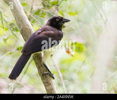 Schwarz-chested Jay (Cyanocorax affinis) in Panama Stockfoto