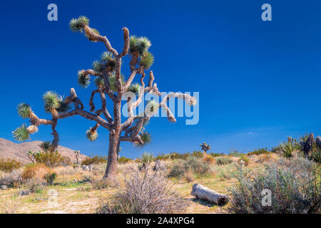 Joshua Tree gegen einen klaren blauen Himmel Stockfoto