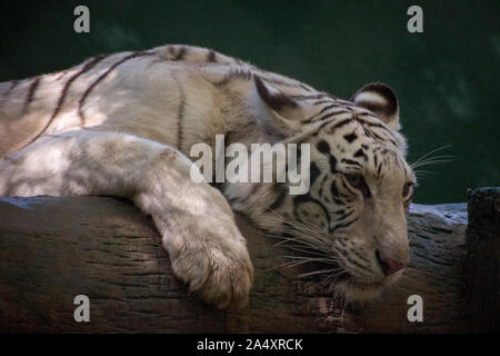 Nahaufnahme von einem weißen Tiger Festlegung auf ein Protokoll Stockfoto