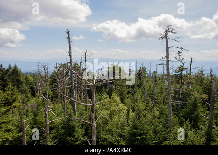 Herrlichen Blick auf den Wald und die Berge in der Ferne vom Clingmans Dome in der Great Smoky Mountains National Park in der Nähe von Gatlinburg, Tennessee. Stockfoto