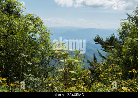 Tolle Aussicht von hinter einigen floralen greeney der Great Smoky Mountains vom Clingmans Dome in der Nähe von Gatlinburg, Tennessee. Stockfoto
