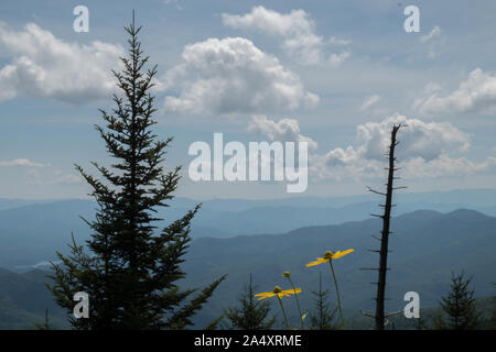 Herrliche Sicht auf die Great Smoky Mountains vom Clingmans Dome in der Nähe von Gatlinburg, Tennessee mit ein paar gelben Kegel Blumen in der foregroun Stockfoto