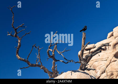 Schwarzer Vogel thront auf einem toten Baumstumpf Stockfoto