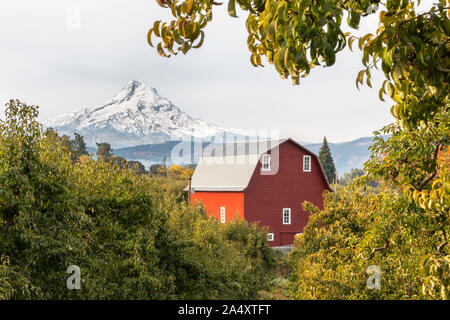 Blick auf eine rote Scheune und ein Obstgarten mit Mt Hood im Hintergrund in Hood River, Oregon, USA Stockfoto