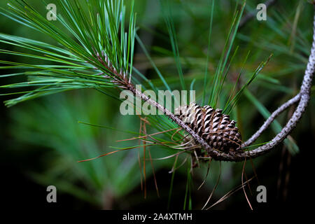 In der Nähe von Pine Cone am Ende einer Pine Tree Branch mit einem schwarzen Hintergrund. Wenn mitte Anfang Herbst. Stockfoto