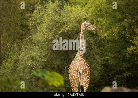 Eine Giraffe mit seiner Zunge heraus vor dem Hintergrund der Bäume. Stockfoto