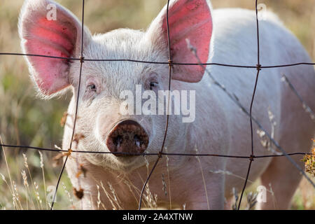 Pink Pig suchen durch draht zaun auf eine Farm in Oregon, USA Stockfoto