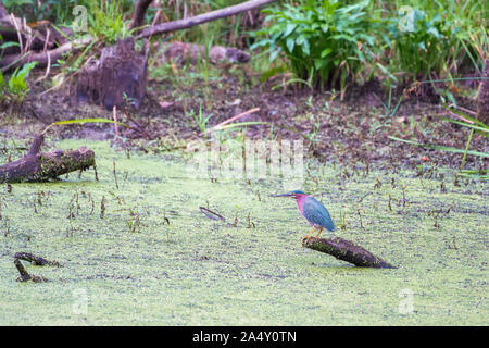 Green Heron (Butorides Virescens) in der Biber Marsh. Cuyahoga Valley National Park. Ohio. USA Stockfoto