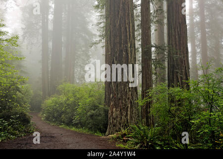 CA 03681-00 ... Kalifornien - Nebel im Redwood Forest an Lady Bird Johnson Grove in Redwoods National Park. Stockfoto