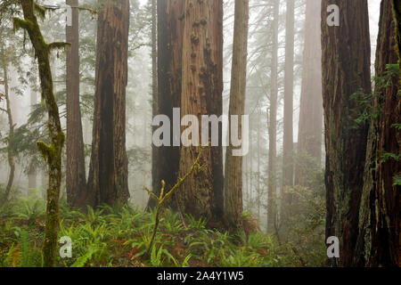 CA 03682-00 ... Kalifornien - einem nebligen Nachmittag im Redwood Forest von Lady Bird Johnson Grove in Redwoods National Park. Stockfoto