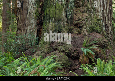 CA 03698-00 ... Kalifornien - den knorrigen Basis eines alten Redwood Tree in den großen Bäumen Hain von Redwoods National Park. Stockfoto