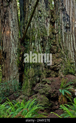 CA 03699-00 ... Kalifornien - den knorrigen Basis eines alten Redwood Tree in den großen Bäumen Hain von Redwoods National Park. Stockfoto