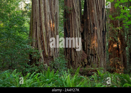 CA 03700-00 ... Kalifornien - Massive Redwood Bäume in hohen Bäumen umgeben, Teil der Redwoods National Park. Stockfoto