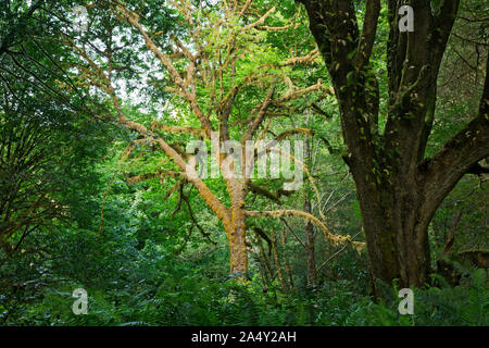 CA 03712-00 ... Kalifornien - Ahorn Bäume wachsen rund um die Kanten der hohen Bäume Grove an den Ufern des Redwood Creek im Redwoods National Park Stockfoto