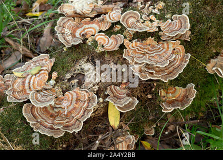 CA 03713-00 ... Kalifornien - Türkei Schwanz Pilze, wächst das Moos auf einer Krankenschwester in den hohen Bäumen Hain von Redwoods National Park anmelden. Stockfoto