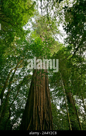 CA 03714-00 ... Kalifornien - Der große Baum in hohen Bäumen Grove entlang Redwood Creek im Redwoods National Park gelegen. Stockfoto