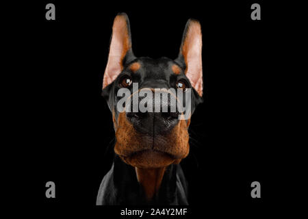 Closeup Portrait von Dobermann Hund peeking in Kamera auf isolierte schwarze Hintergrund Stockfoto