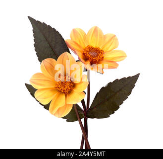 Gelbe Dahlie Blume mit Blättern auf weißem Hintergrund Stockfoto