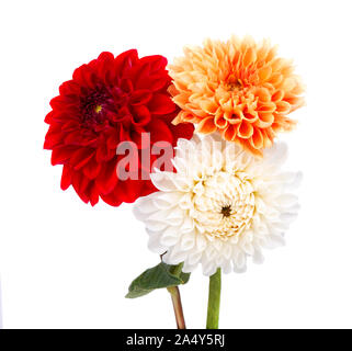 Rot, orange und Weiße Dahlie Blüten mit Blättern isoliert auf weißem Hintergrund Stockfoto