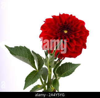 Burgund Dahlie Blume mit Blättern auf weißem Hintergrund Stockfoto