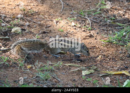 Ein Eichhörnchen auf dem Baumstamm neugierig in ihrem natürlichen Lebensraum. - Bild Stockfoto