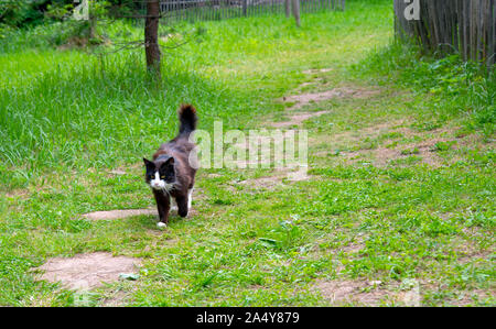 Eine schwarz-weiße Katze Spaziergänge entlang einem Pfad in das grüne Gras getreten. Stockfoto